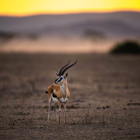 Selective focus shot of a little Grant's gazelle, also known as Nanger granti in Tanzania